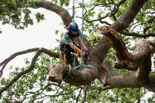 Best Tree Removal Service  in Chattahoochee, FL