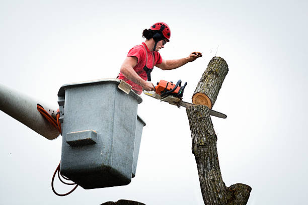 Professional Tree Services in Chattahoochee, FL